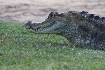 Fototapeta premium wild caiman
