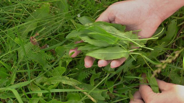 Fresh green dock leaves growing among wild grass and different plants in meadow or forest. Woman picking up herbs to cook healthy eco meal.