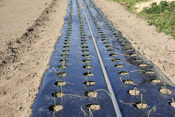 畑のマルチシートに植えられた玉ねぎの苗
