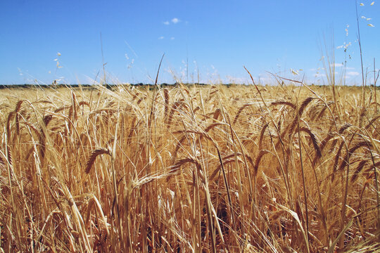 Campo de cebada maduro y listo para la siega en Brihuega, Espa&ntilde;a. Primer plano de las espigas de cereal de un color dorado intenso.