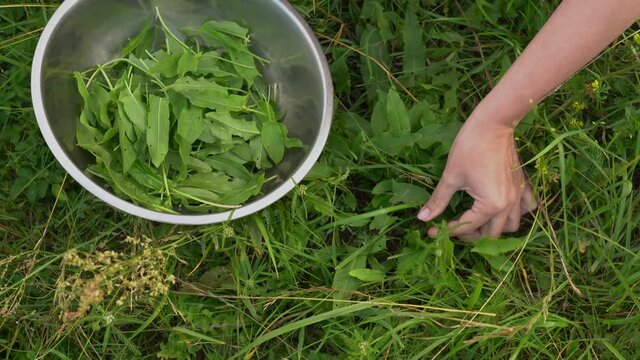 Fresh green dock leaves growing among wild grass and different plants in meadow or forest. Woman picking up leaves to cook healthy organic meal.