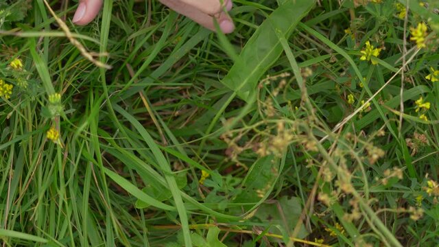 Fresh green dock leaves growing among wild grass and different plants in meadow or forest. Woman picking up leaves to cook healthy organic meal.