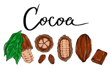 Set of cacao products, color, vector