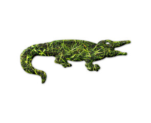 Alligator Crocodile symbol Grass green Logo icon illustration