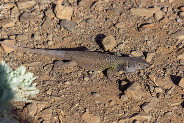 A lizard in Anaga Natural Park in Tenerife (Spain)