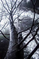 Tree in a foggy forest. Winter landscape.