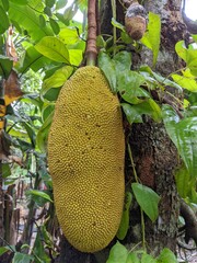 fruit on the tree