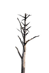 Dead tree isolated on white background.