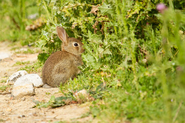 Naklejka na ściany i meble European rabbit, Oryctolagus cuniculus, rabbit on the edge of a path with green background