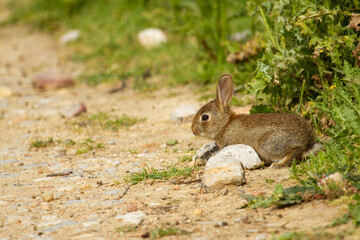 European rabbit, Oryctolagus cuniculus, rabbit on the edge of a path with green background