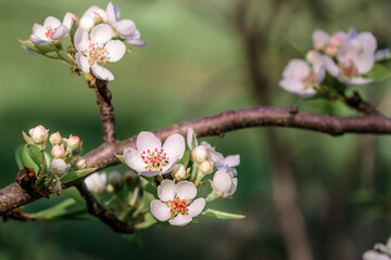 Blooming apple-tree buds. Apple tree flowers in spring garden
