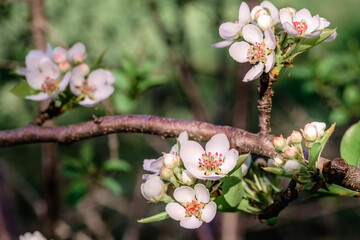 Blooming apple-tree buds. Apple tree flowers in spring garden