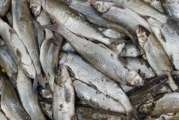 Pile of Caspian sea cutum fishes 