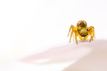 Araña saltarina sobre pétalo de rosa