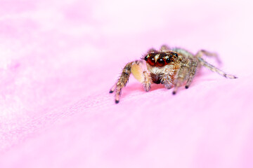 Araña saltarina sobre pétalo de rosa