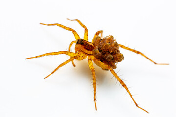 Araña cargando sus crías