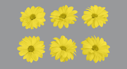 Set of floral illuminating yellow chrysanthemum buds in different camera angles isolated on ultimate gray background, 