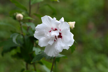 Rose Of Sharon Speciosus
