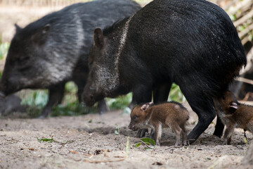 Collared Peccary (also javelina or skunk pig or pecari tajacu) is a medium-sized pig-like hoofed mammal of the family Tayassuidae (New World pigs). Two cute baby peccary with mother. First steps
