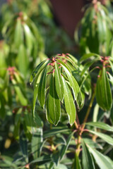 Japanese pieris Flaming Silver