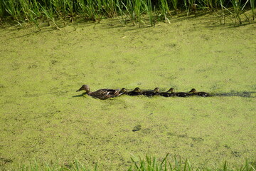 Duck Momy © Karolina