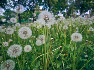 White fluffy dandelions in bloom.