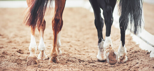 The hooves of two horses - sorrel and black, walking on a sandy outdoor arena at a dressage...