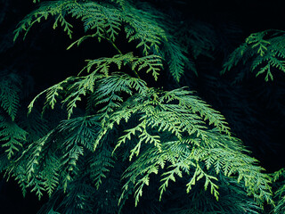 Green thuja tree branches background.