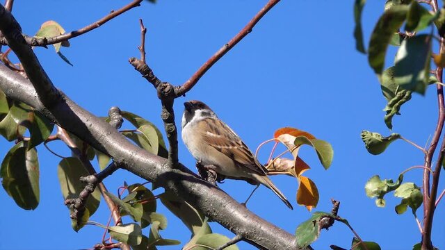 Bird sparrow (passer domesticus) sitting on a tree branch. Slow motion