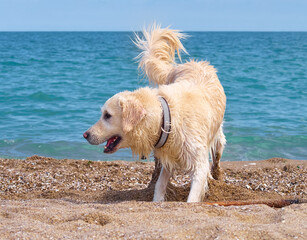 White golden labrador retriever dog on the beach