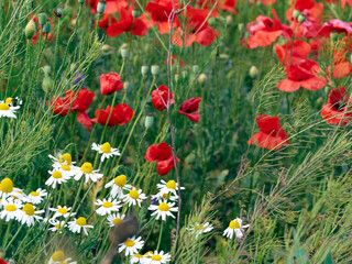 Flowers red poppies blossom on wild field