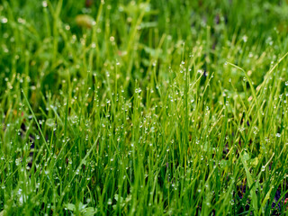 Drops of dew on the grass in defocus