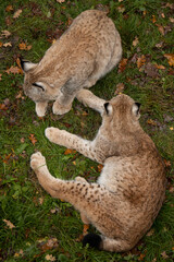family of lynxes resting in autumn leaves