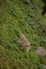 family of lynxes resting on the autumn grass