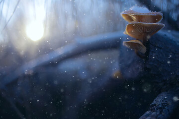 mushrooms in the snow, winter view, landscape in december forest