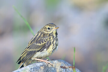 little wagtail bird chick, wildlife bird sitting on a stone