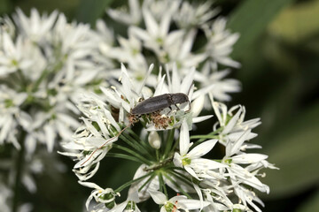 Rotfüßiger Schnellkäfer auf einer Bärlauchblüte, Melanotus villosus