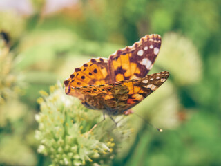 Colorful butterfly on a flower.