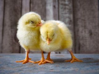 Little yellow cute baby chicks.