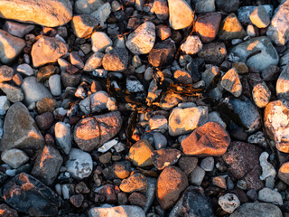 Wet pebbles and stones on the beach pictured with an orange side light from the sunset.