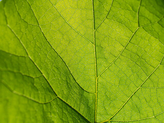 Naklejka na ściany i meble Close up leaf veined macro shot lit by sunlight