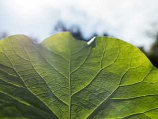 leaf pictured up close and up against the blue sky with a visible skeleton.