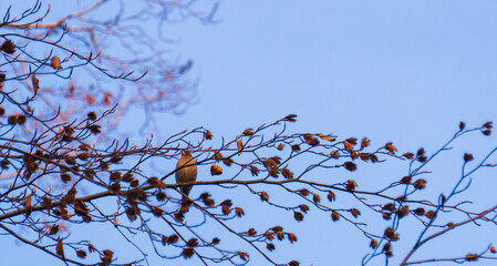 Chaffin sitting on a branch before blue sky
