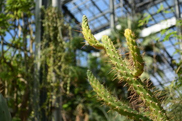 よくある形のメキシコに生えていそうなサボテン