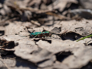 Green tiger beetle (Cicindela campestris)