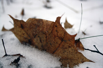 A dry brown maple leaf lies on a snow.