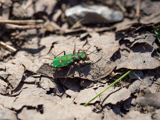 Green tiger beetle (Cicindela campestris)