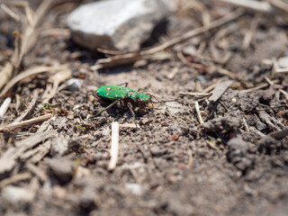 Green tiger beetle (Cicindela campestris)
