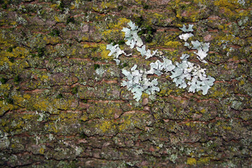 Tree bark texture. Background. Space for text.