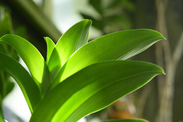 熱帯に生えている大きな葉をもった生命力を感じる植物